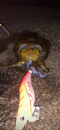 アオリイカの釣果