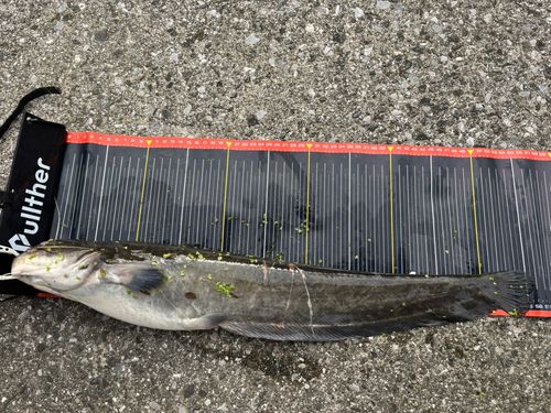 ニホンナマズの釣果