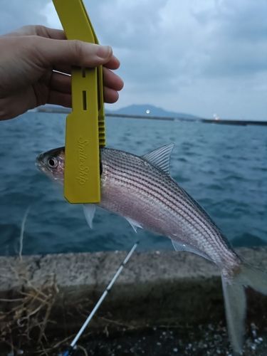 コノシロの釣果