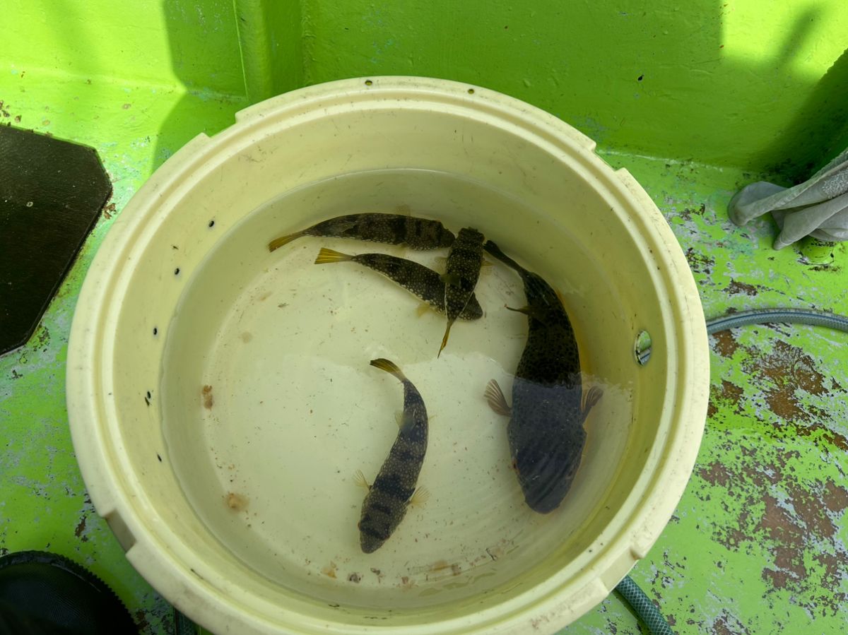 たけしハイさんの釣果 1枚目の画像