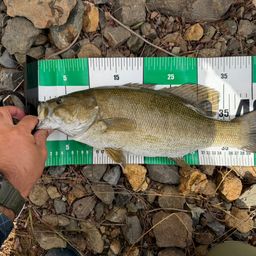 スモールマウスバス