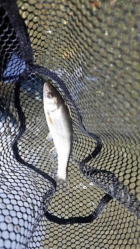 カワムツの釣果