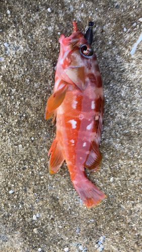 アカハタの釣果