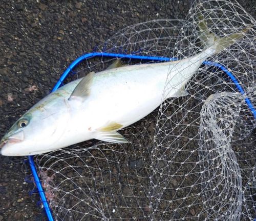 周防大島（屋代島）