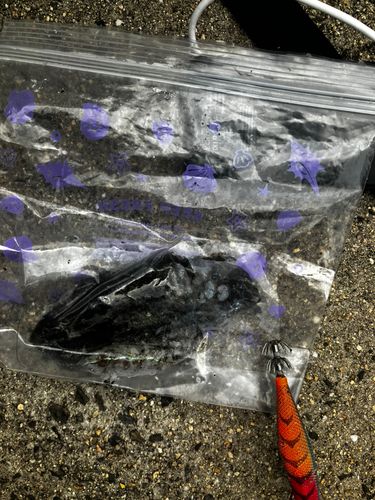 コウイカの釣果