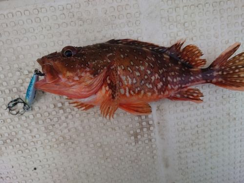 カサゴの釣果