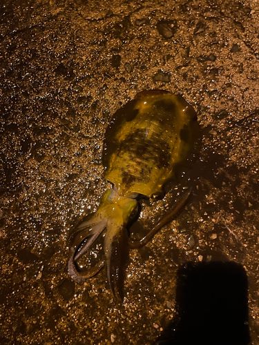 桂島（島根県）