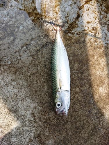 サバの釣果