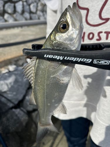 セイゴ（マルスズキ）の釣果