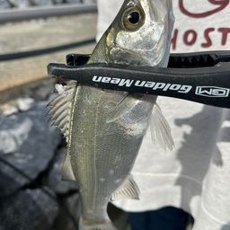 セイゴ（マルスズキ）