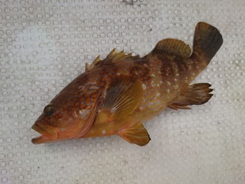 キジハタの釣果