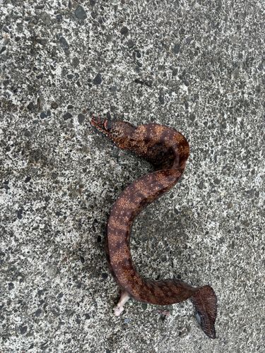 トラウツボの釣果