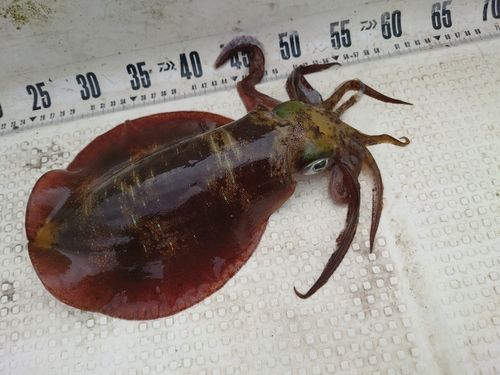アオリイカの釣果