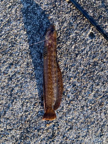 ムスジガジの釣果