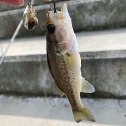 ラージマウスバス