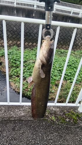 ナマズの釣果