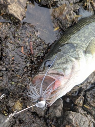 長浜（河口湖）