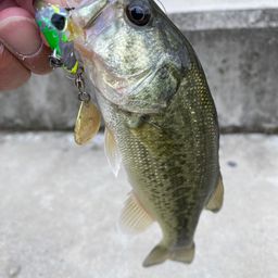 ラージマウスバス