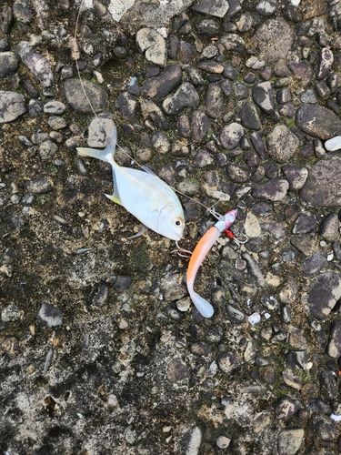 チャイロマルハタの釣果