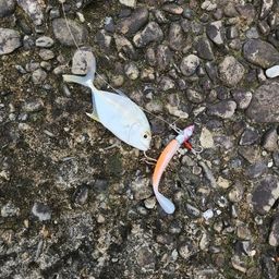 チャイロマルハタ