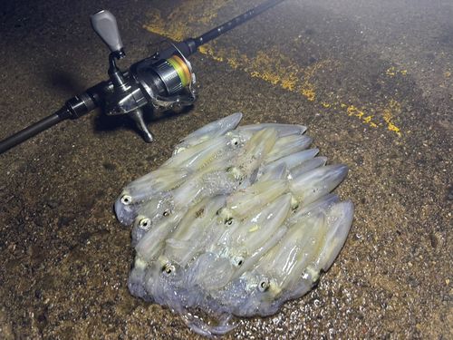 マメイカの釣果