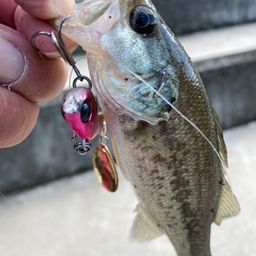 スモールマウスバス