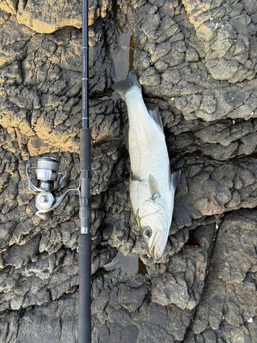 ヒラスズキの釣果