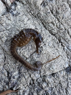 タツノオトシゴの釣果