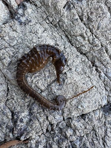 タツノオトシゴの釣果