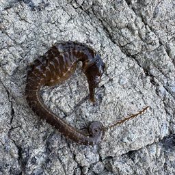 タツノオトシゴ