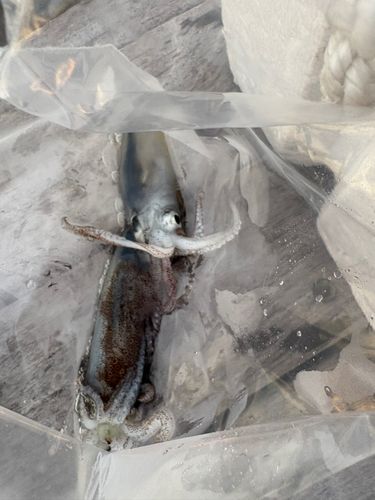 ヒイカの釣果