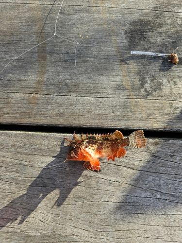 小名浜港アクアマリンふくしま周辺