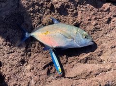 ナンヨウカイワリの釣果