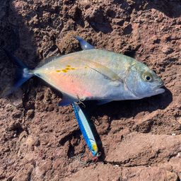 ナンヨウカイワリ