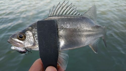 セイゴ（ヒラスズキ）の釣果