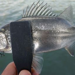 セイゴ（ヒラスズキ）