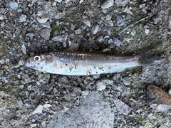 タモロコの釣果