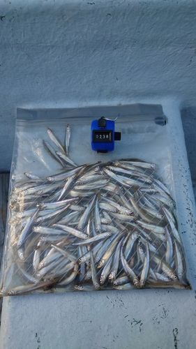 ワカサギの釣果