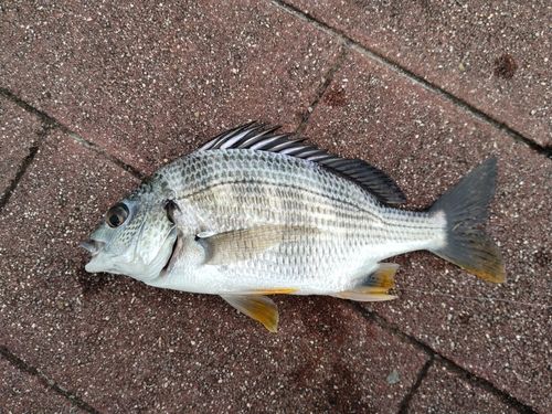 チンチンの釣果