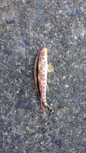 ヨメヒメジの釣果