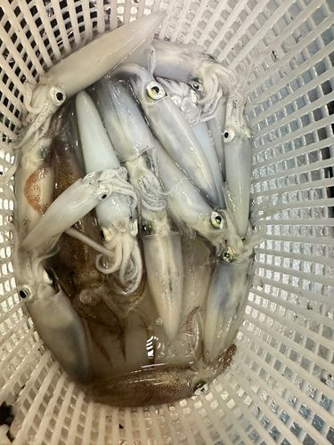 マメイカの釣果
