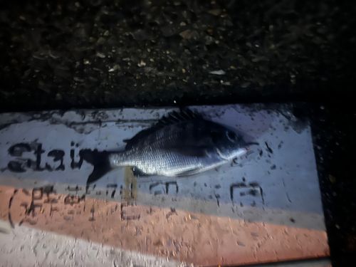 チンチンの釣果