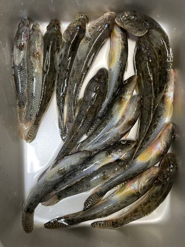 マハゼの釣果