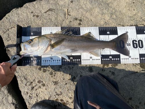 ハネ（マルスズキ）の釣果