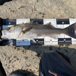 ハネ（マルスズキ）