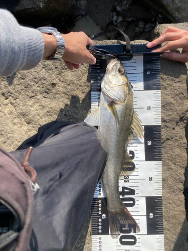 ハネ（マルスズキ）の釣果