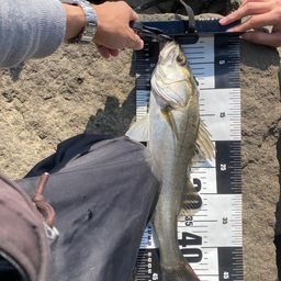 ハネ（マルスズキ）