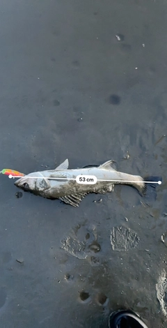 シーバスの釣果