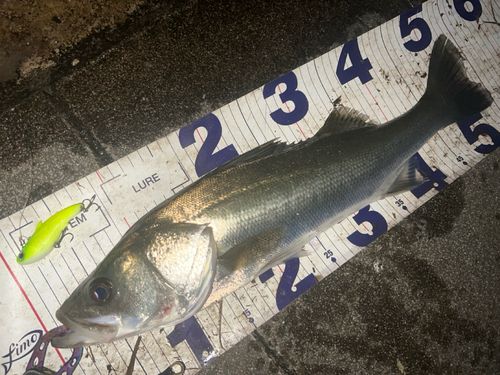 シーバスの釣果