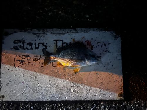 チンチンの釣果